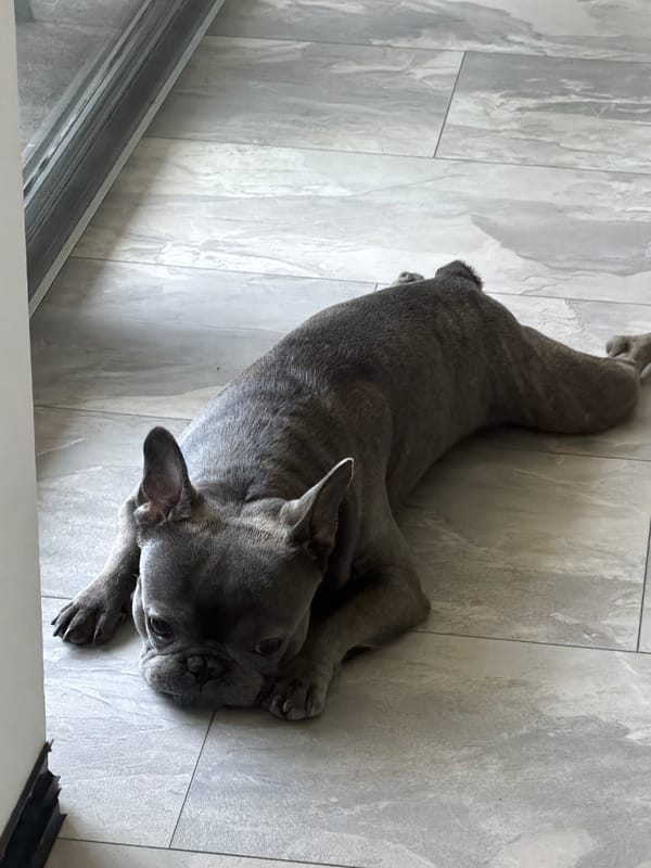 French Bulldog Rests Peacefully on Tiled Floor in Ruse
