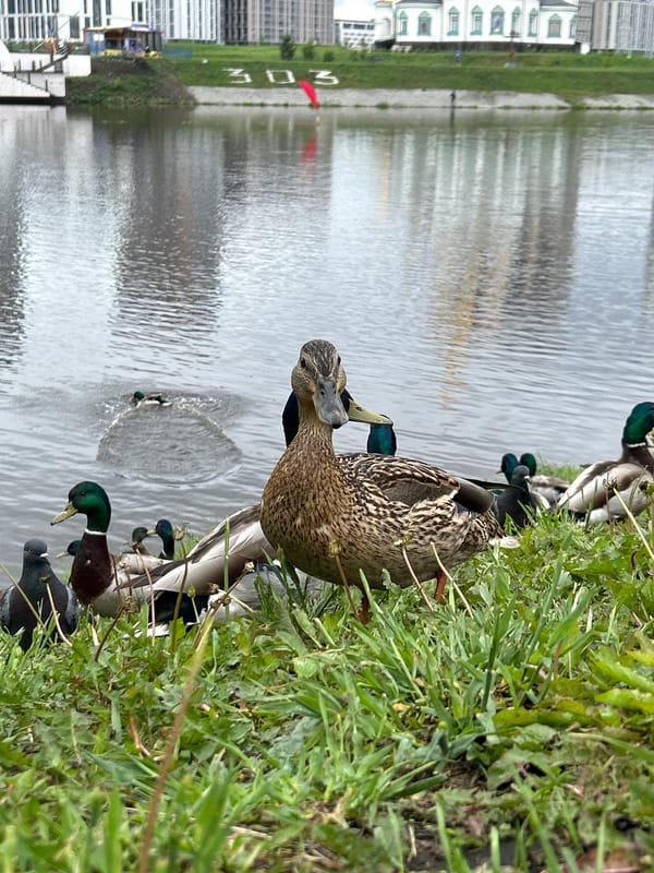 Ducks and pigeons gather at Yekaterinburg waterfront morning feeding