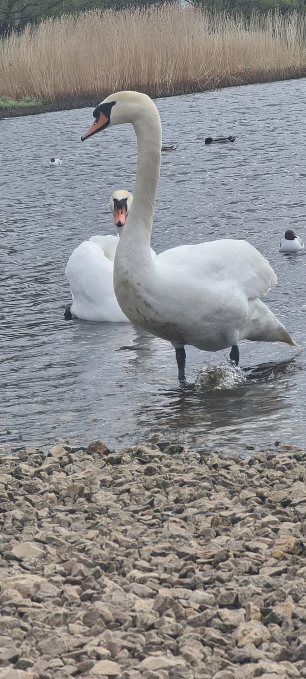 Person feeds swans along Riga waterfront under cloudy skies