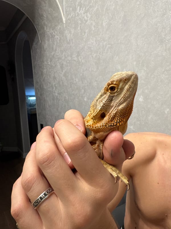 Bearded dragon held indoors in Yakhroma, Russia