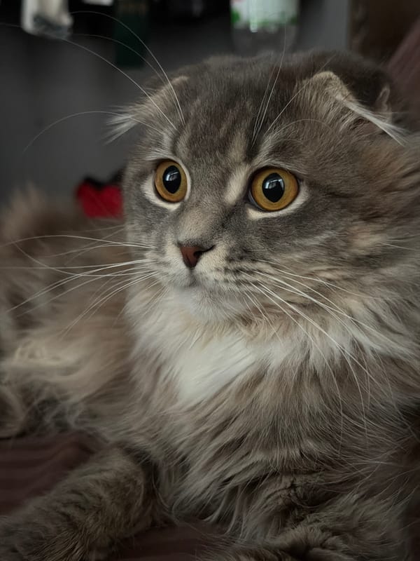 Scottish Fold cat photographed extensively at home in Ukraine