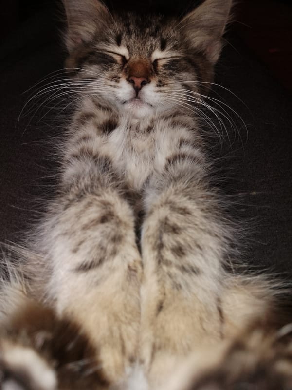 Tabby kitten naps repeatedly, with scattered outdoor nature shots