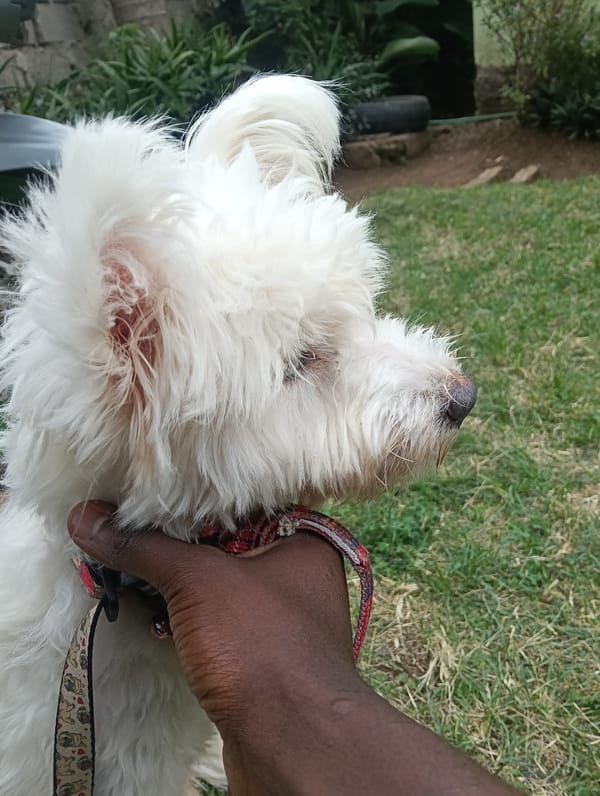 Small white dog held outdoors in Nairobi