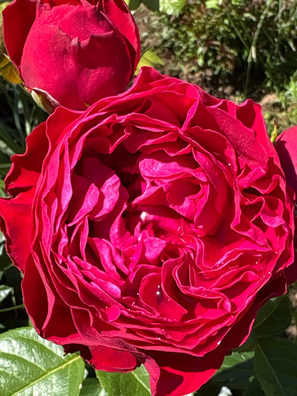 Morning garden photography: roses, wildflowers, and a few surprises
