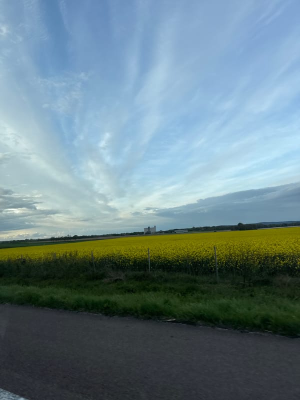 Yellow flower field blooms under blue skies in Val-de-Vesle