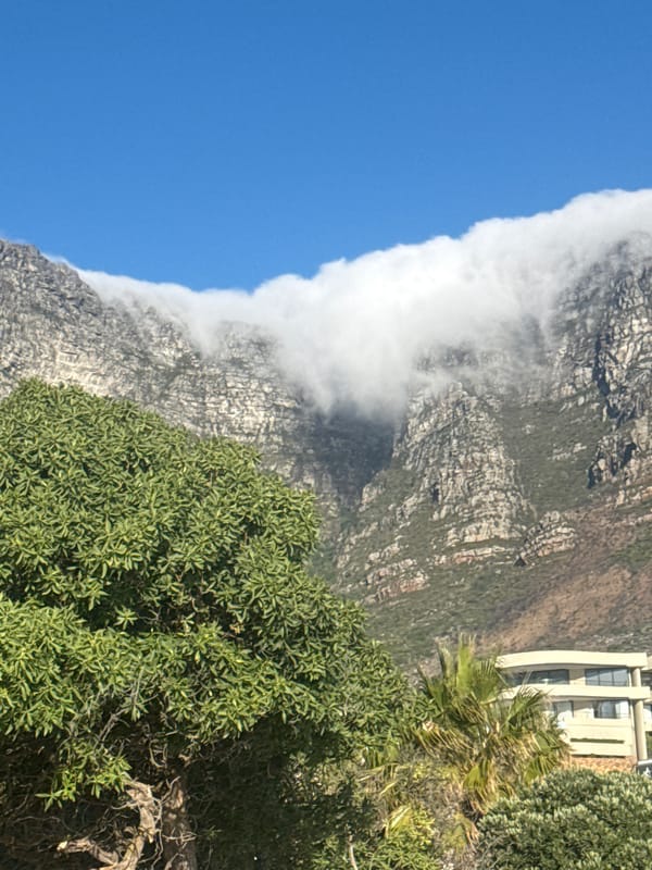 Street performers gather on Cape Town palm-lined street