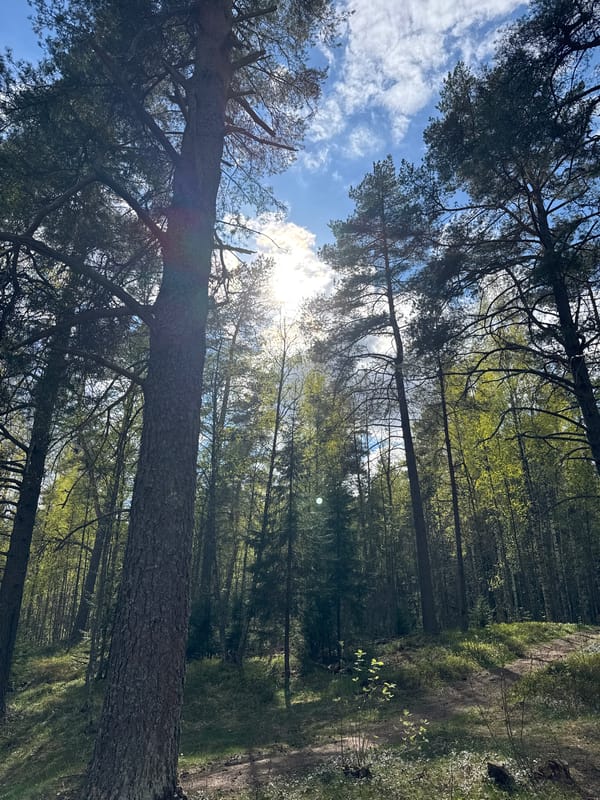 Forest sunlight captured through trees in Steklyannyi, Russia