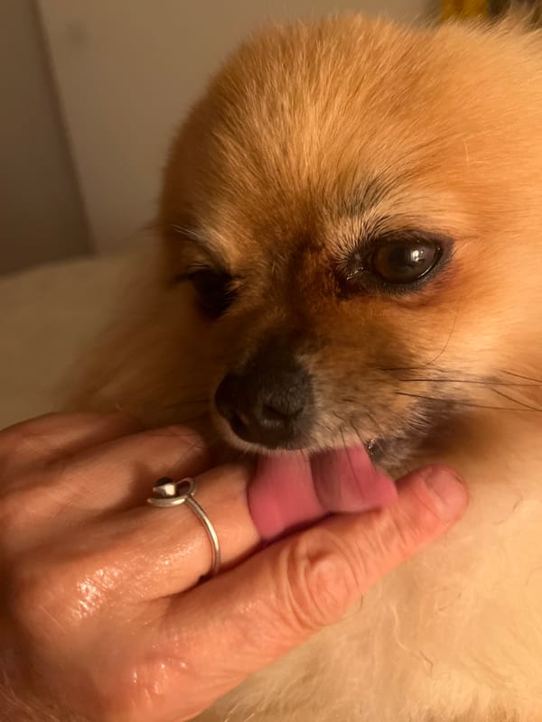 Dog licks owner's ringed finger in French commune