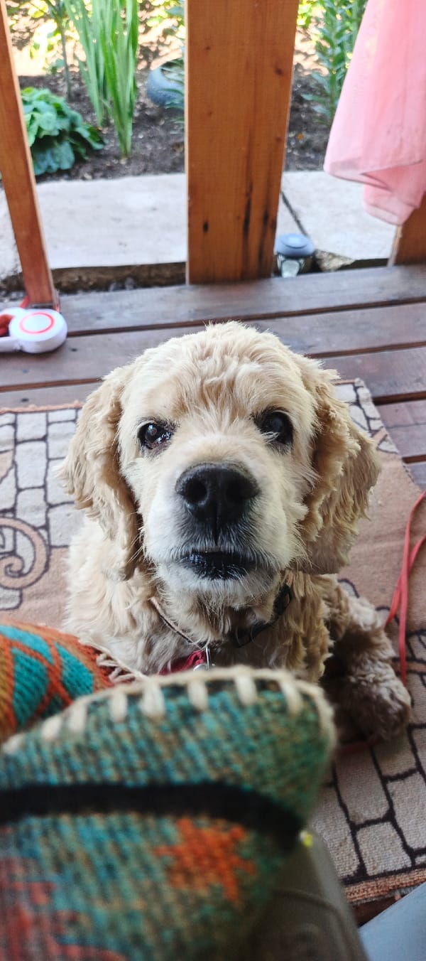 Summer day at a Chaikovsky dacha: dog, garden, and selfies