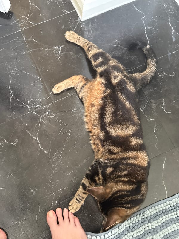 Tabby cat rests on floor, receives gentle human touch