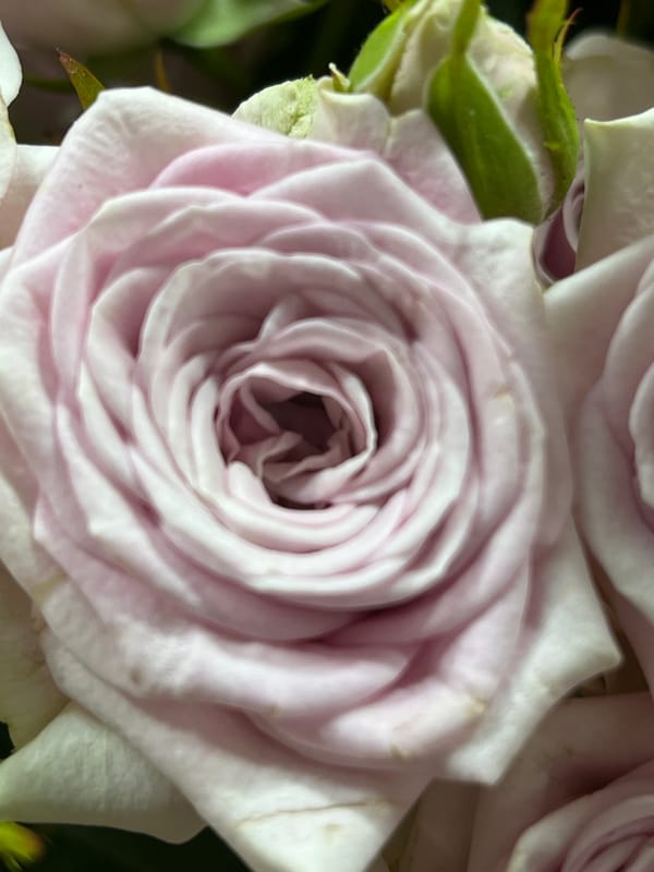 Witness Documents Hour-Long Flower Photography Session
