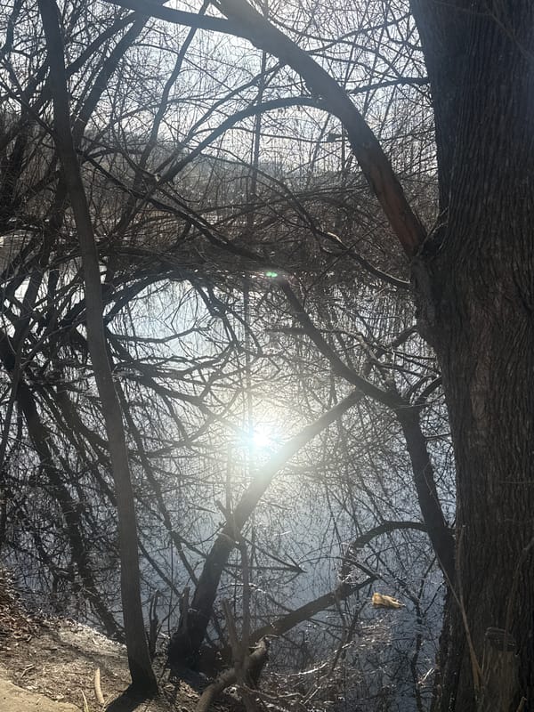 Dawn sun viewed through bare branches in Yekaterinburg