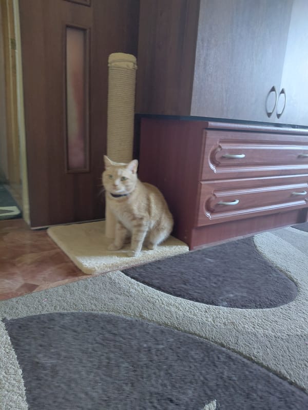 Home pets — cats and a cockatiel — going about their day