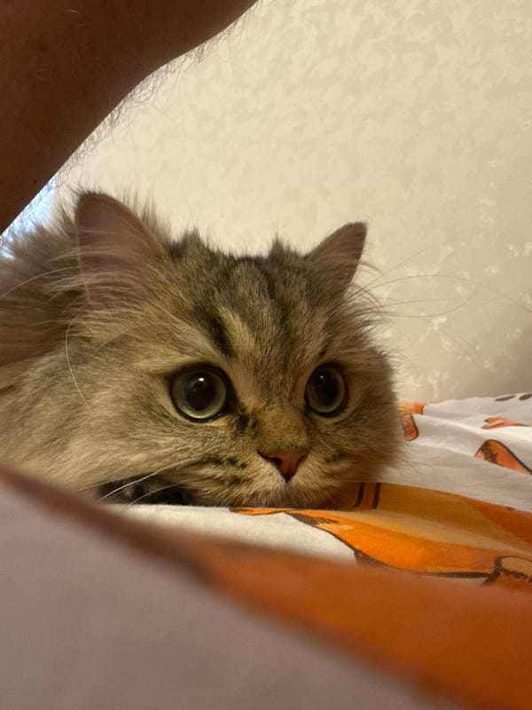 Tabby cat plays on patterned bedding in Yekaterinburg