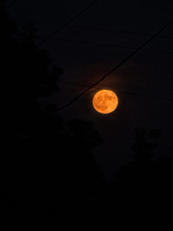 Rising orange moon, sleepy street cats on asphalt