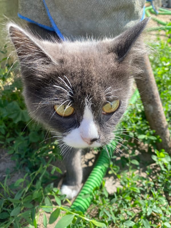 Kitten close-up and rural path in Mamontovo, Russia