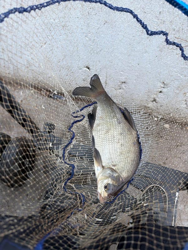 Angler catches bream during early morning fishing in Chaikovsky