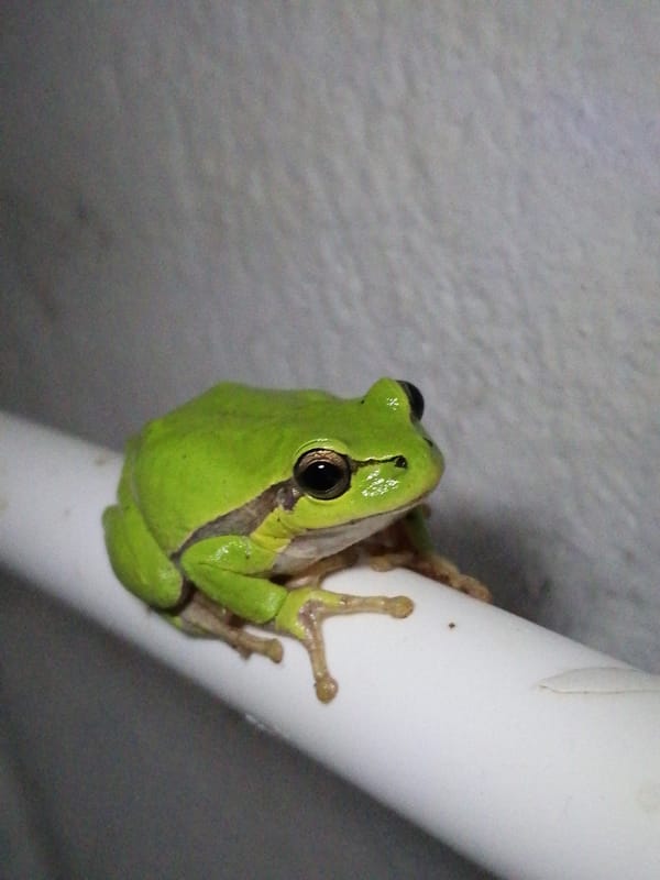 Green tree frog spotted on pipes in New Athos
