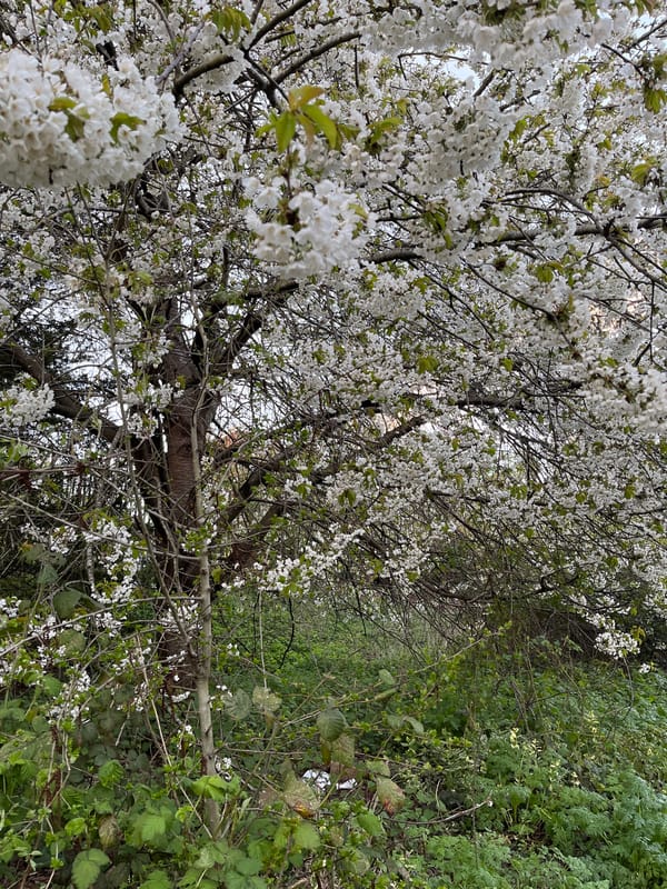 Spring blooms documented in urban setting