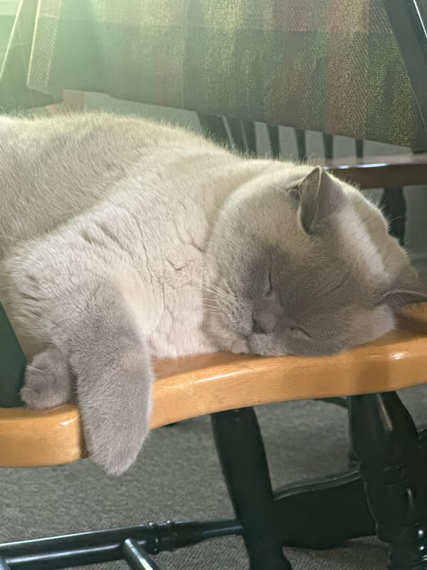 Grey cat sleeps peacefully against wooden chair in Coquitlam