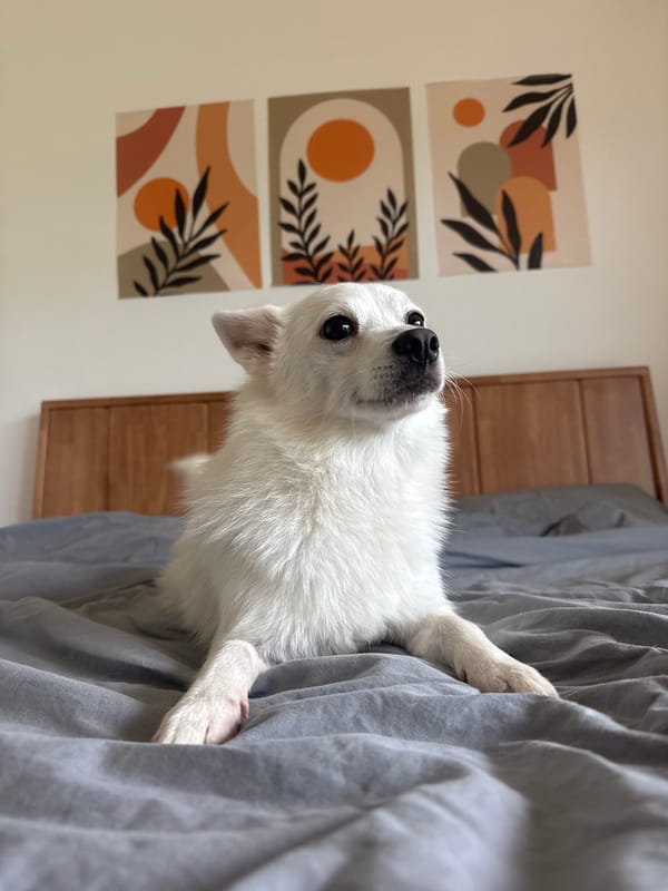 Pets relaxing indoors in a Karon guesthouse or apartment