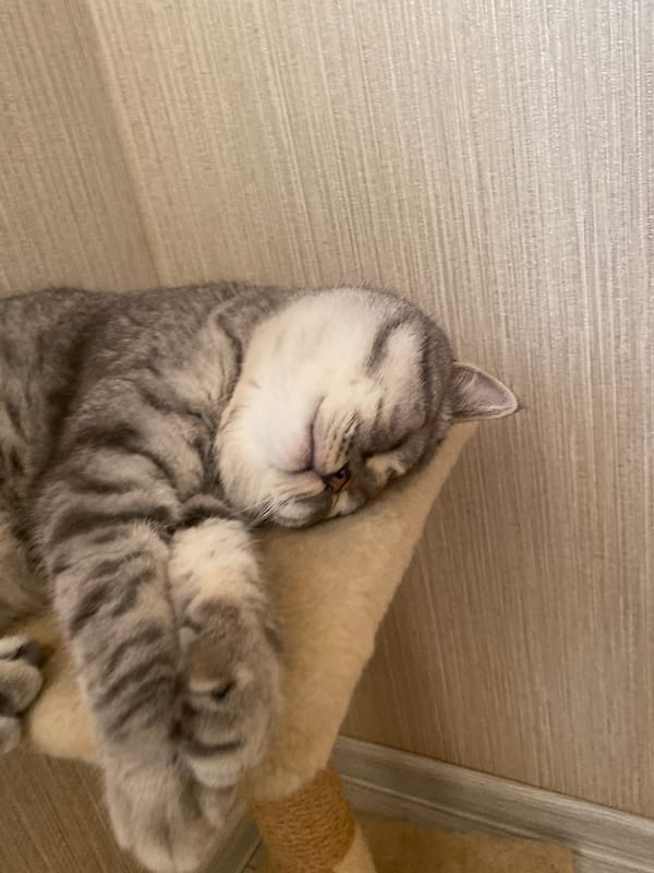 Two cats nap and lounge through a quiet morning in rural Ukraine