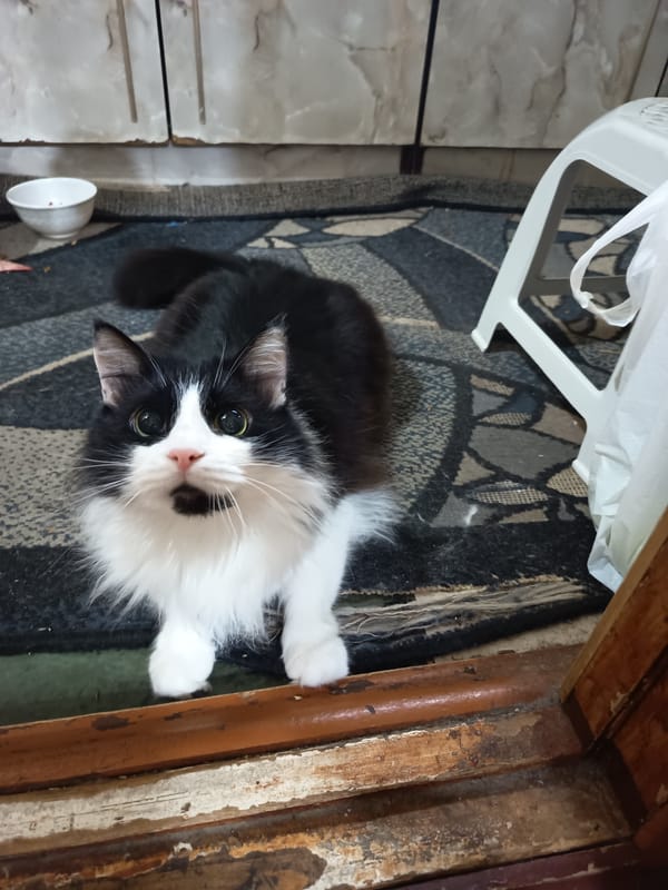 Fluffy black and white cat lounging around a Tiraspol apartment