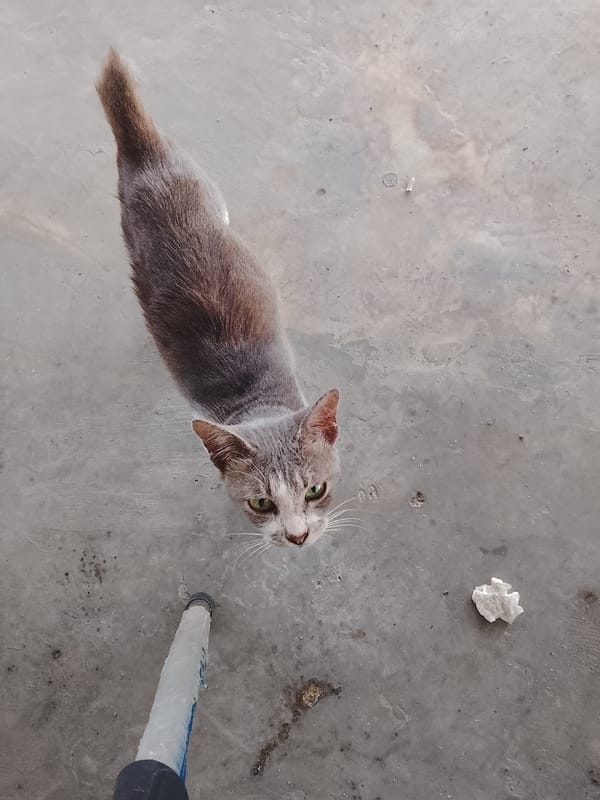 Cat photographed on concrete surface in Lhokseumawe, Indonesia