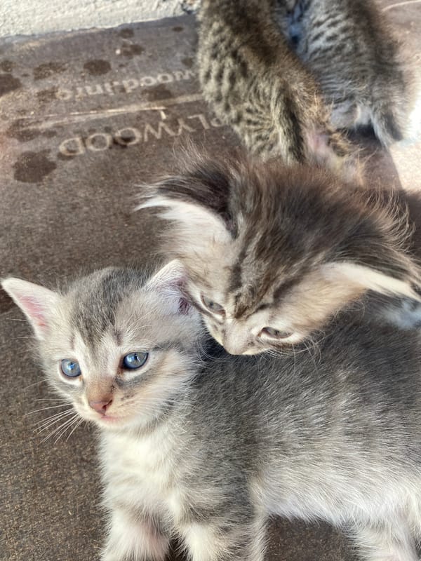 Tabby kittens at rest in Baykonys, with glimpses of sky and orchard