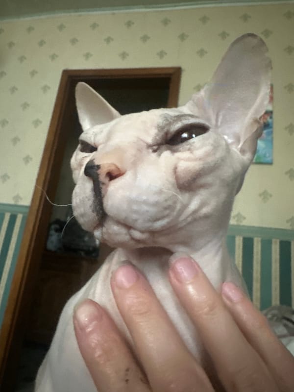 Close-up Sphynx cat portraits shot indoors in Togliatti