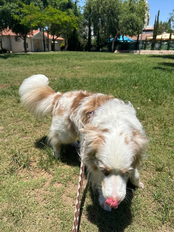 Dogs out for a walk in a Ramat Gan park