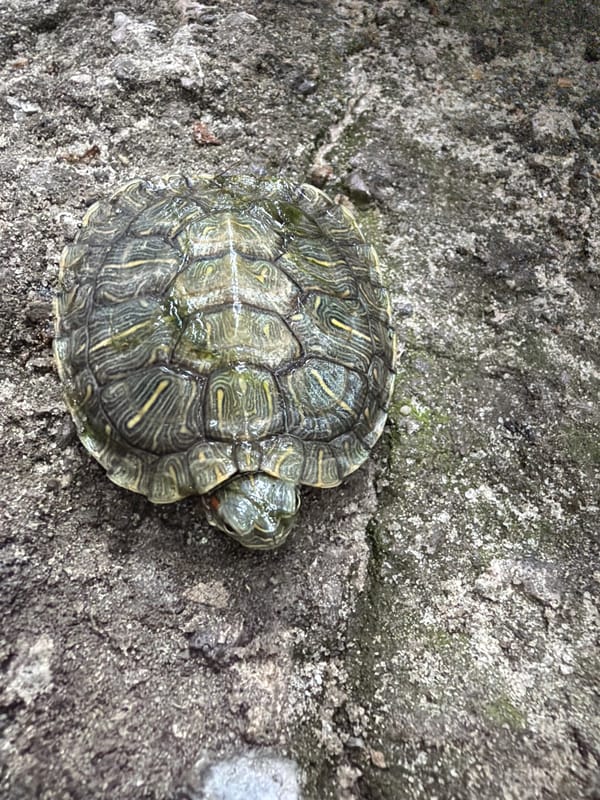 Turtles, roses, and backyard nature in Dnipro