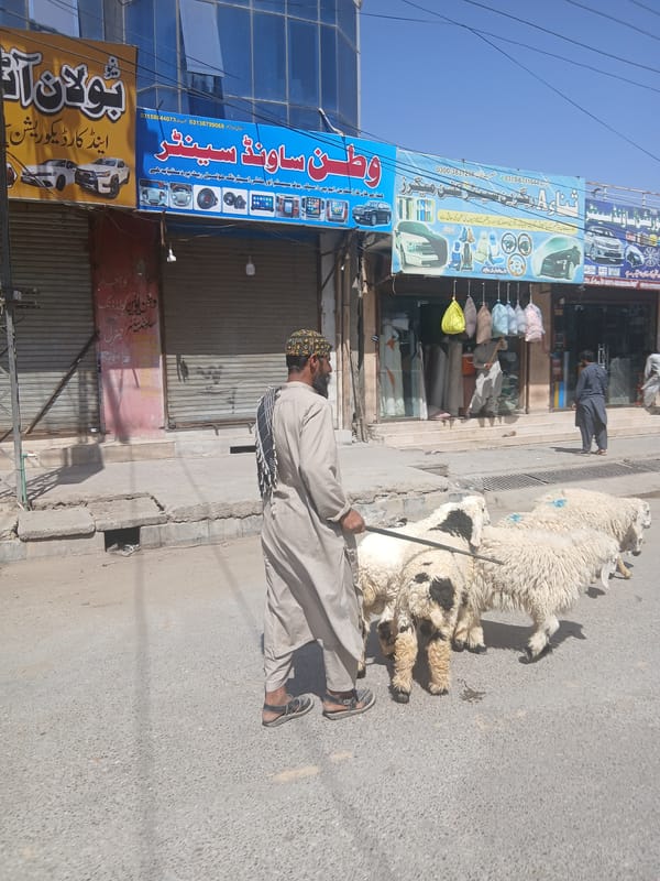 Man walks sheep through morning streets in Quetta, Pakistan