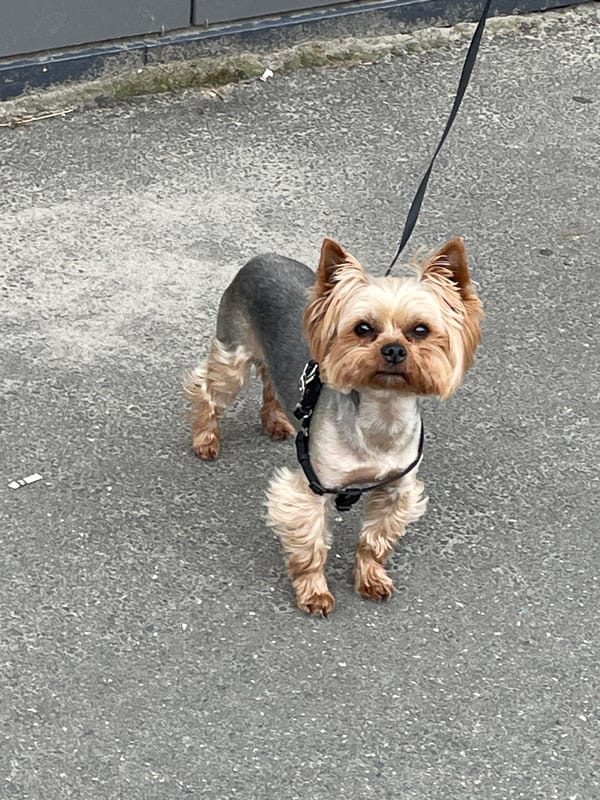 Yorkshire Terrier pauses on the pavement in Brest, Belarus