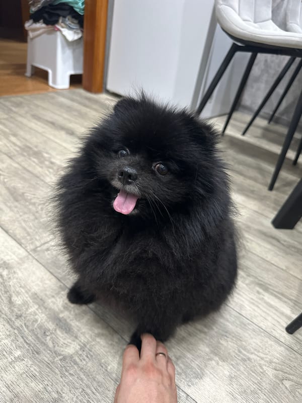 Black Pomeranian at home in Petropavl, plus a toy garage