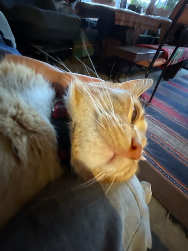 Pet photography session captured in Bulgarian town