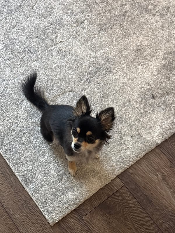 Cozy morning at home with a Chihuahua, plants, and plush toys