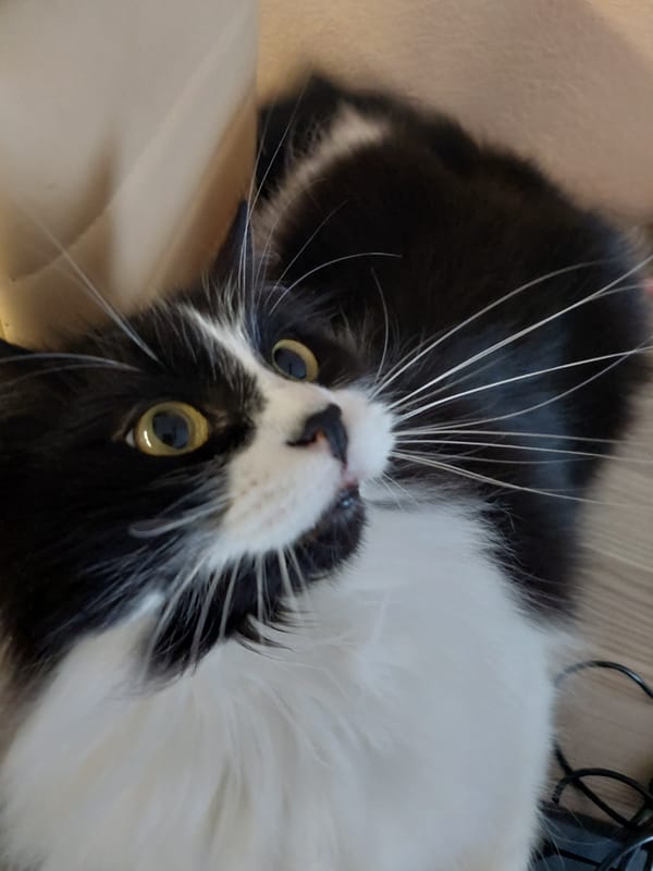 Cat documented throughout afternoon in Plovdiv home workspace