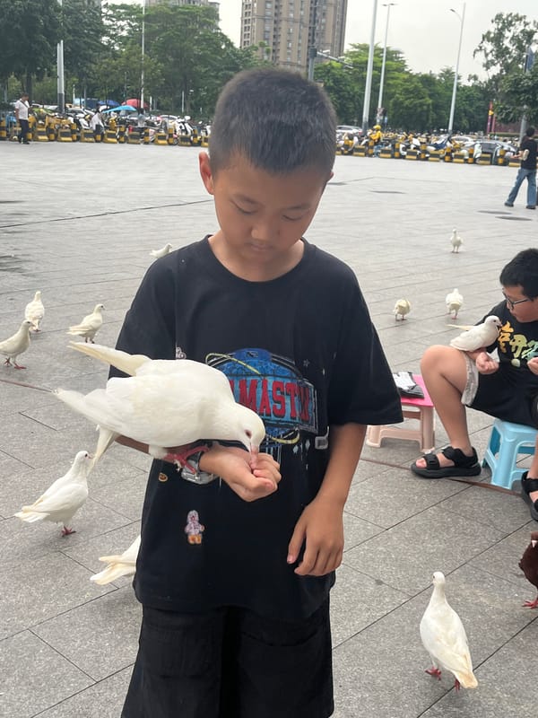 Pigeon feeding and street life at a Chancheng District plaza