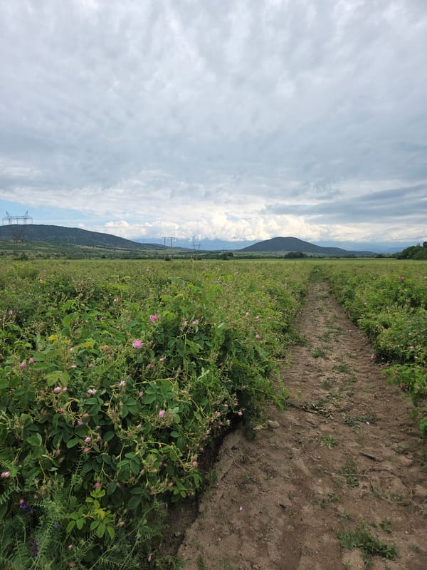 Rose field blooms observed in Ivan Vazovo, Bulgaria