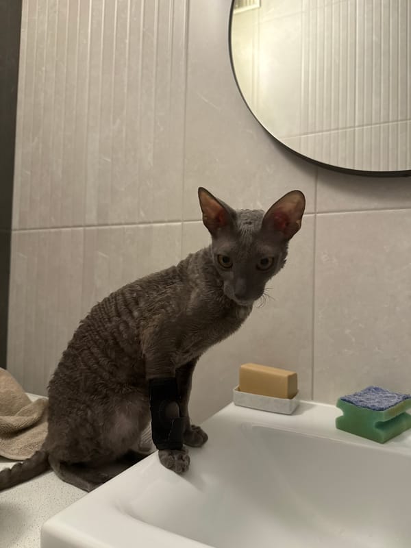 Injured Cornish Rex cat relaxes in Krasnoyarsk bathroom