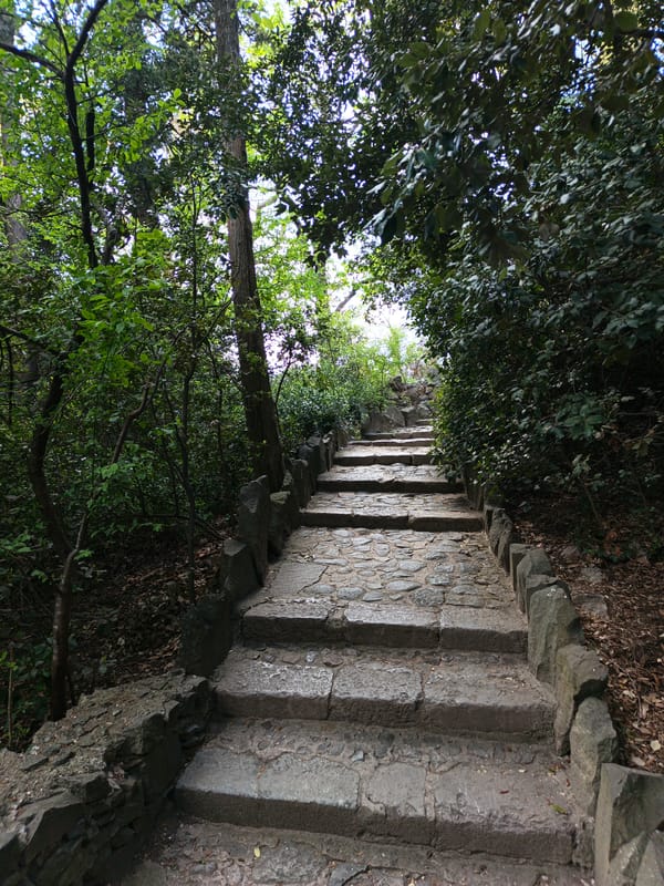 Stone pathway documented in Ukrainian village forest