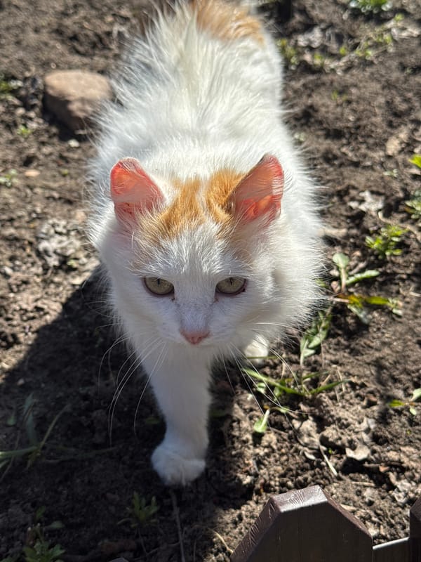 Spring Morning Life Documented in Rural Russian Village Раздолье