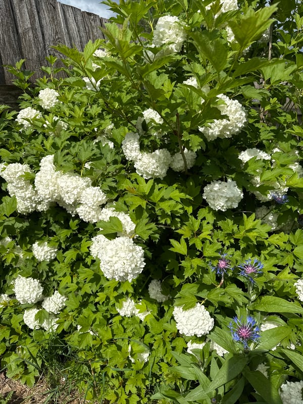 Spring flowers bloom in Russian village garden