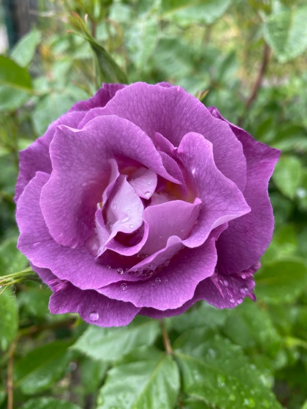 Morning garden blooms documented across Dnipro after recent rainfall