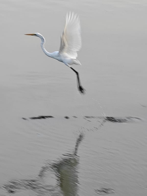 Egrets and fishing boats on a calm Lhokseumawe waterway