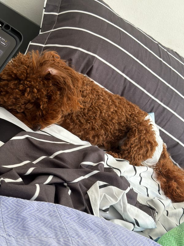 Curly-haired dog sleeps peacefully in Sofia attic bedroom