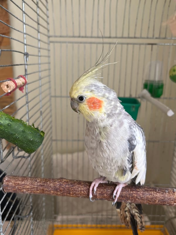 Cockatiel snacks on cucumber in a Korolyov apartment