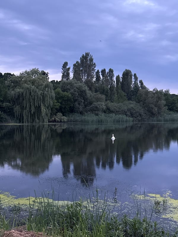 Swan on a darkening lake as a storm approaches Vinnytsia