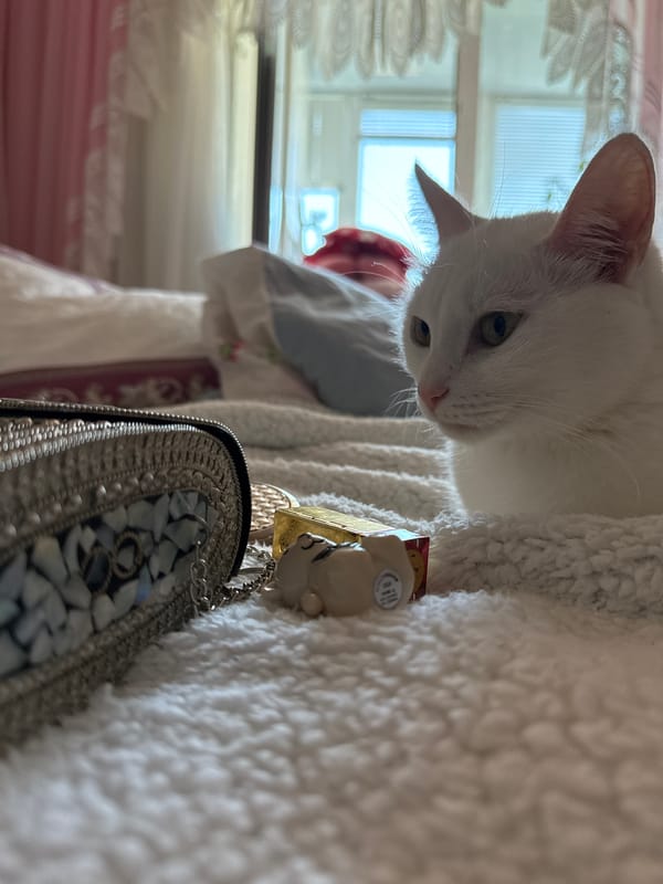 White cat chills alongside a spread of glam accessories